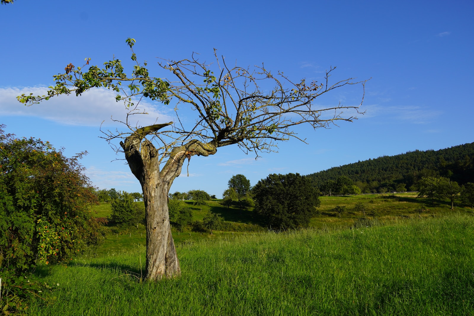 Der Baum des Lebens entfaltet seine Magie: Wie er uns mit Natur und Spiritualität verbindet