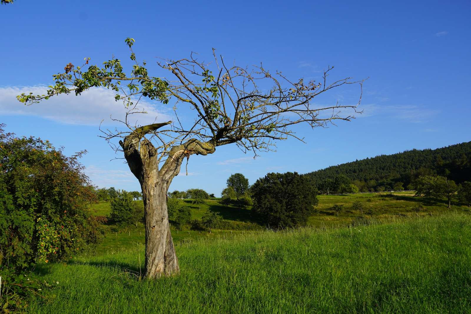 a bird perched on top of a tree in a field